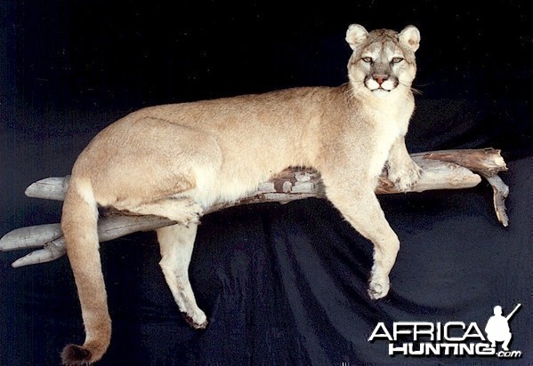 Cougar or Mountain Lion