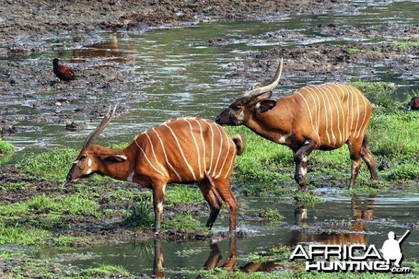 Bongo in Cameroon