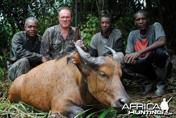 Hunting Dwarf Buffalo Cameroon Forest