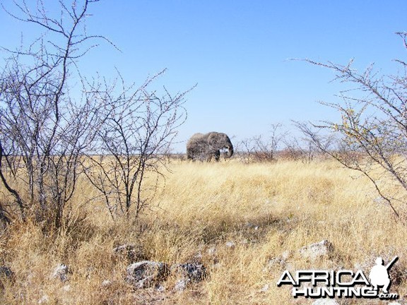 Elephant at Etosha