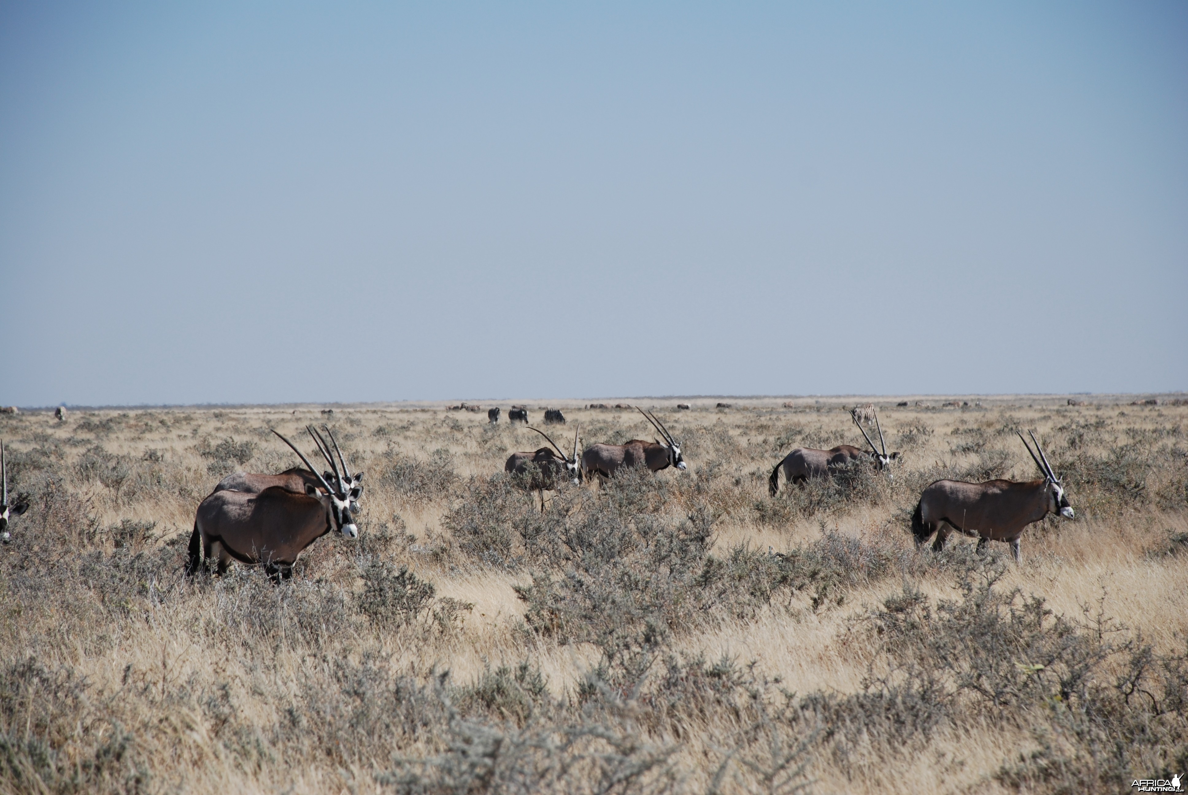 Etosha National Park Namibia