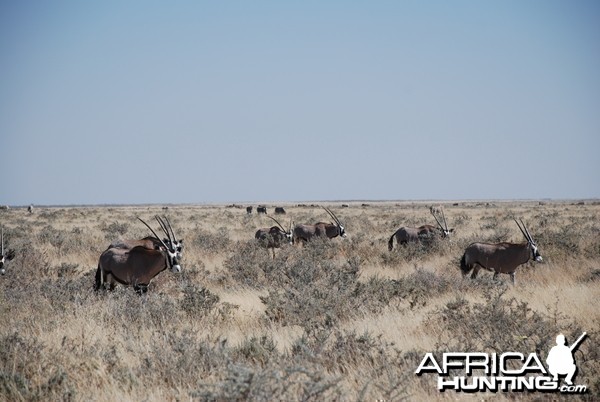 Etosha National Park Namibia