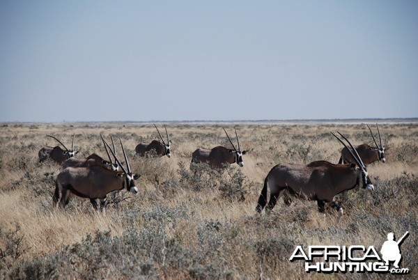 Etosha National Park Namibia