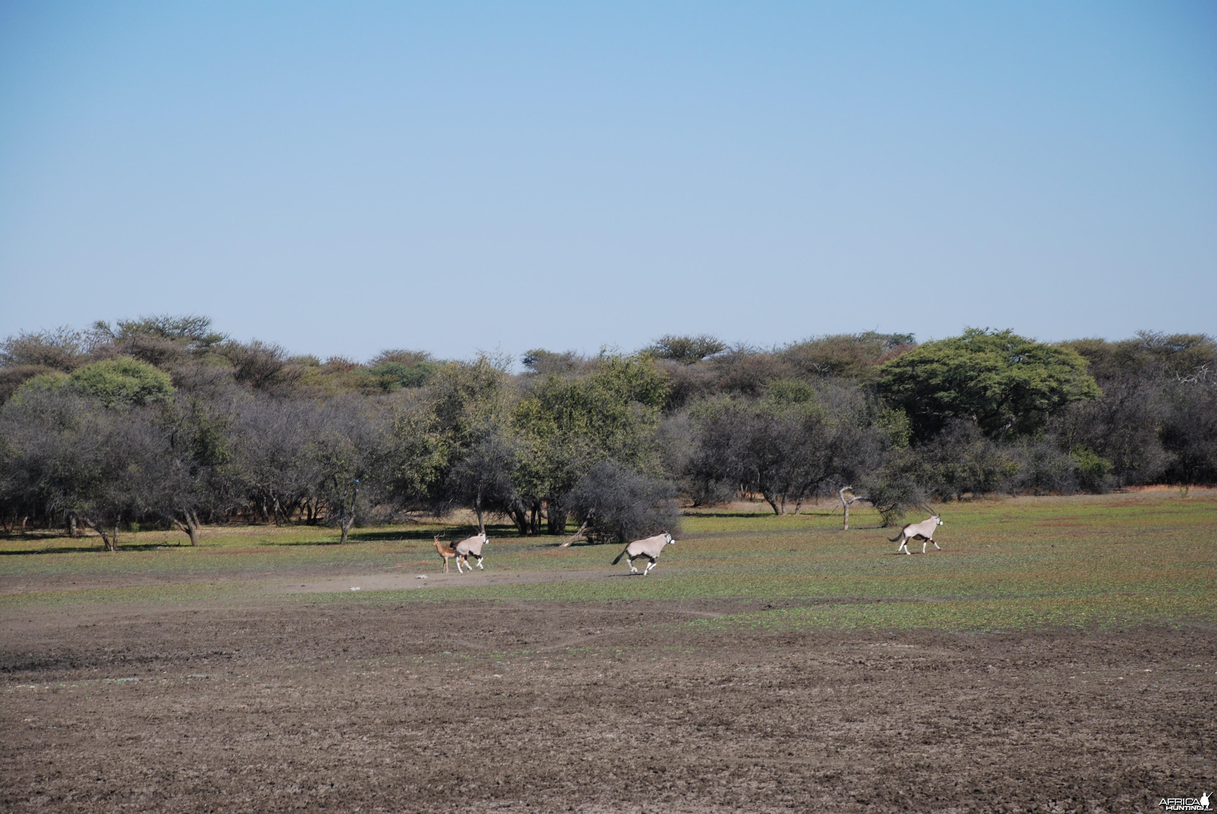 Ozondjahe Hunting Safaris