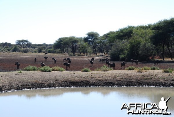 Ozondjahe Hunting Safaris, Namibia