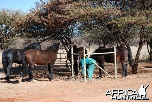 Ozondjahe Hunting Safaris, Namibia