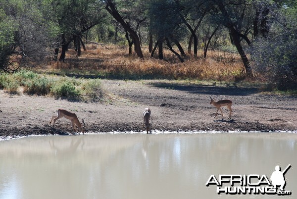 Ozondjahe Hunting Safaris, Namibia