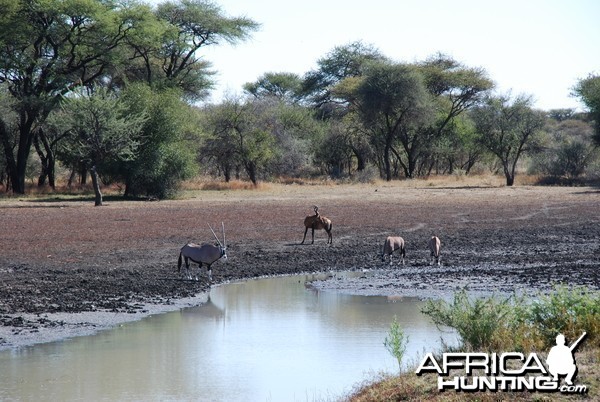 Ozondjahe Hunting Safaris, Namibia