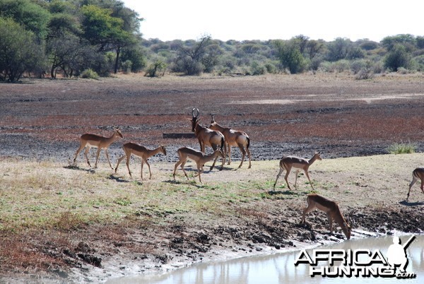Ozondjahe Hunting Safaris, Namibia