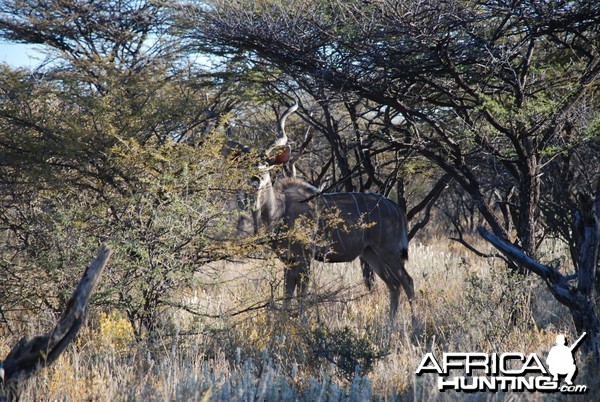 Kudu Ozondjahe Hunting Safaris, Namibia