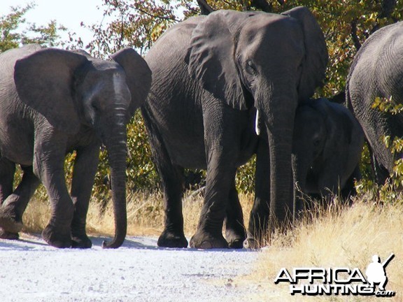 Elephant at Etosha