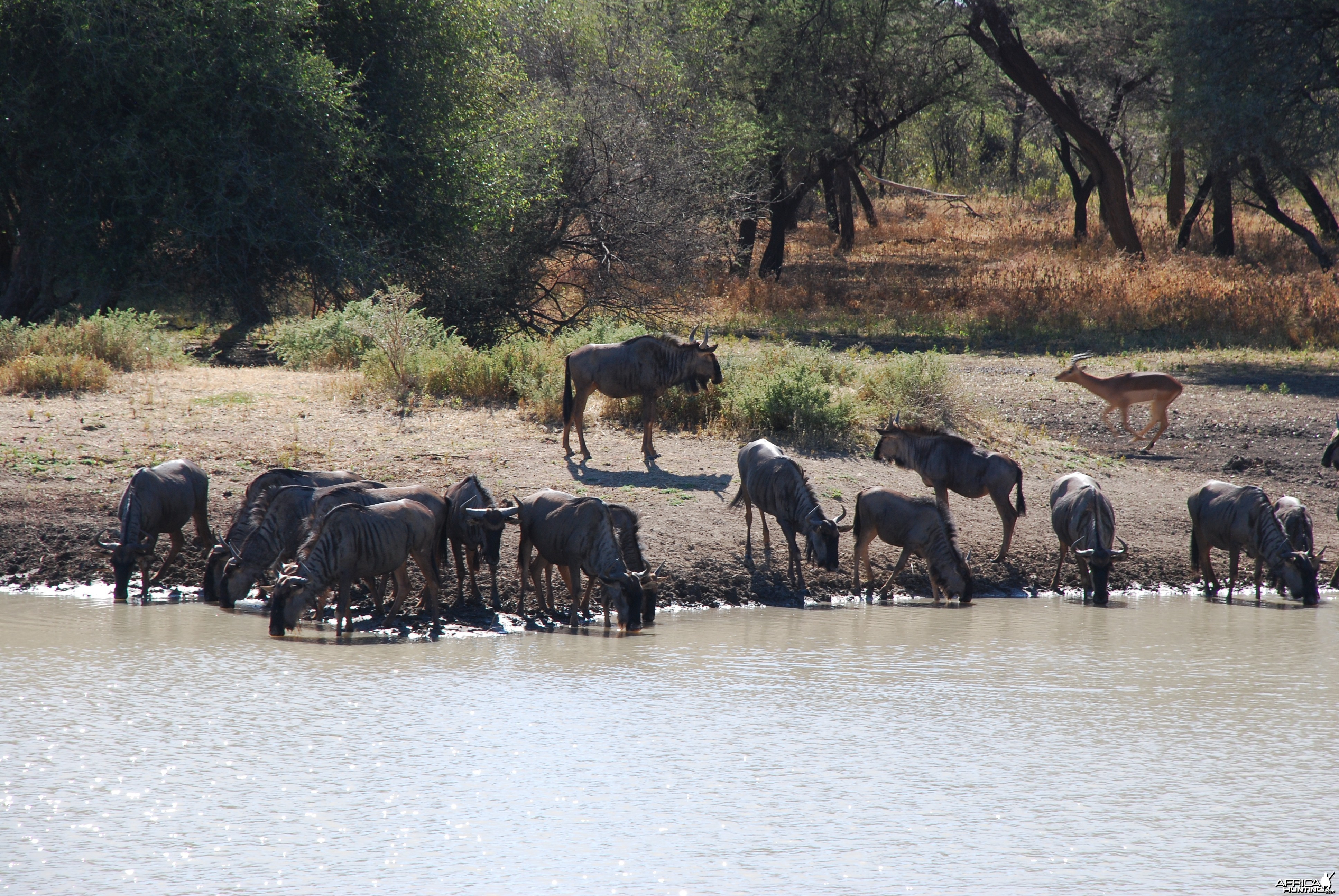 Blue Wildebeest Ozondjahe Hunting Safaris, Namibia
