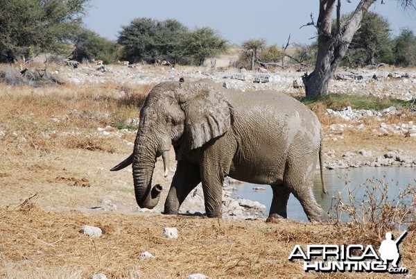 Elephant at Etosha