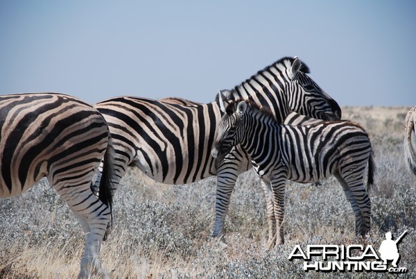 Zebras at Etosha