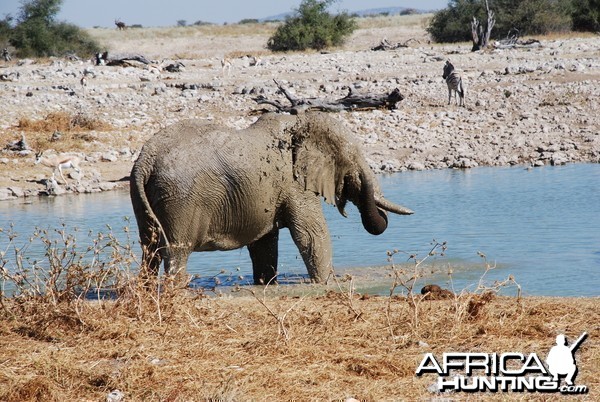 Elephant at Etosha