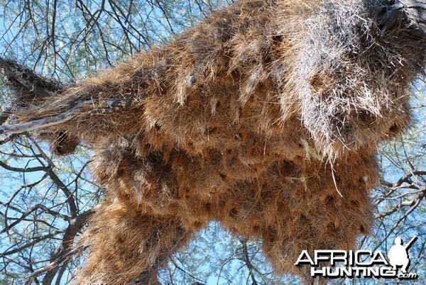 Communal nest, Namibia