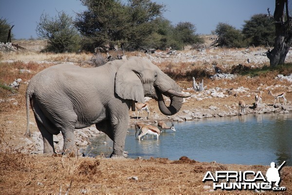 Elephant at Etosha