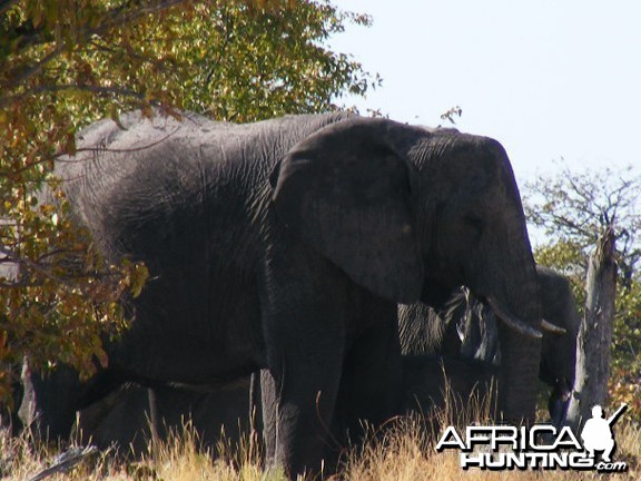 Elephant at Etosha