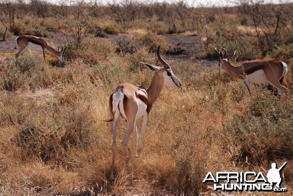 Springboks at Etosha