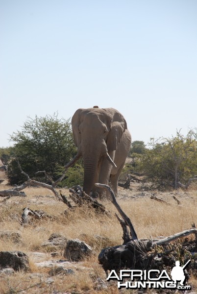 Elephant at Etosha