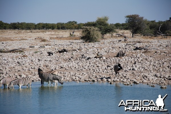 Etosha