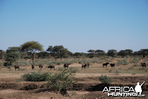 Black Wildebeest, Namibia