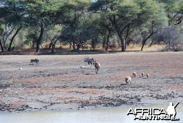 Ozondjahe Hunting Safaris, Namibia