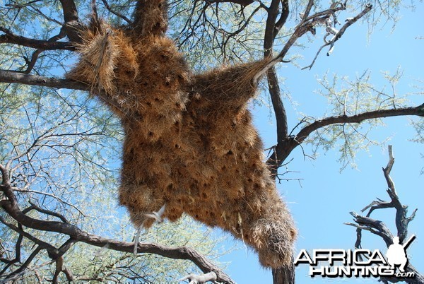 Communal nest, Namibia