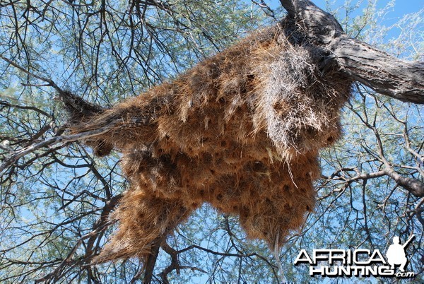 Communal nest, Namibia