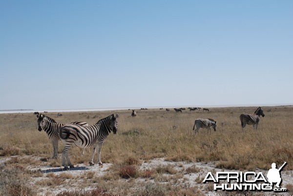 Zebra at Etosha, Namibia