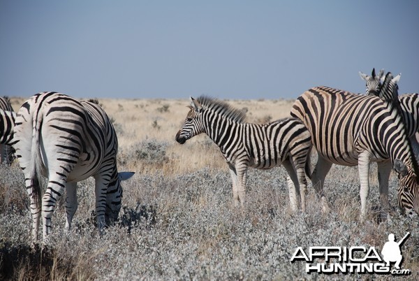 Zebra at Etosha, Namibia