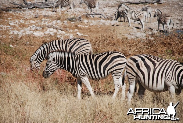 Zebra at Etosha, Namibia