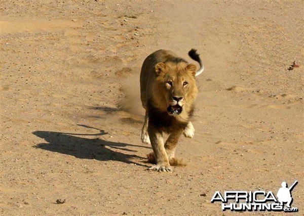 Lion charging vehicle