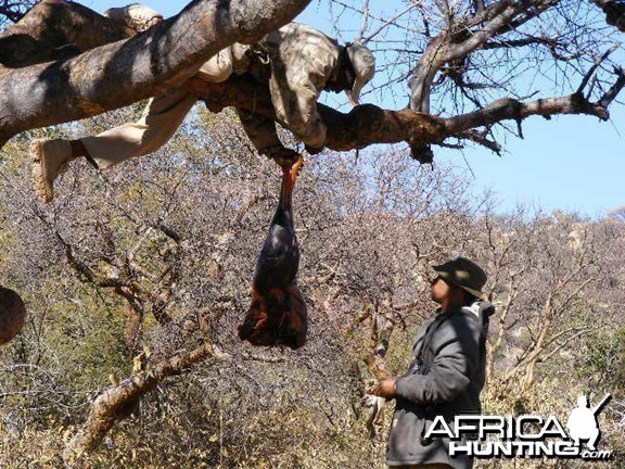 Bait for Hunting Leopard