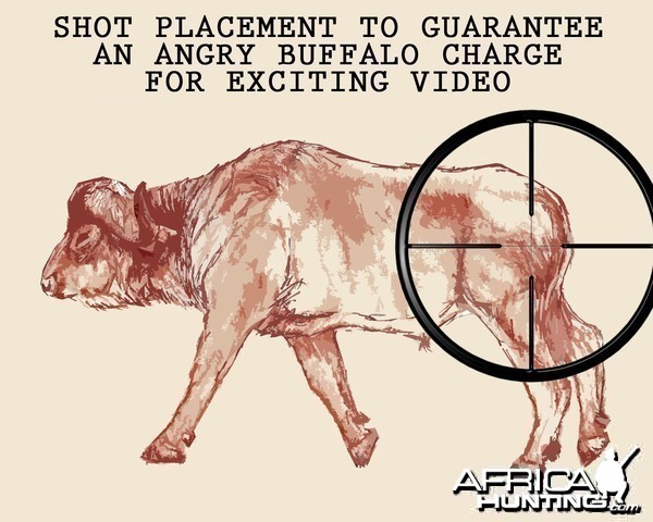 SHOT PLACEMENT TO GUARANTEE AN ANGRY BUFFALO CHARGE FOR EXCITING VIDEO