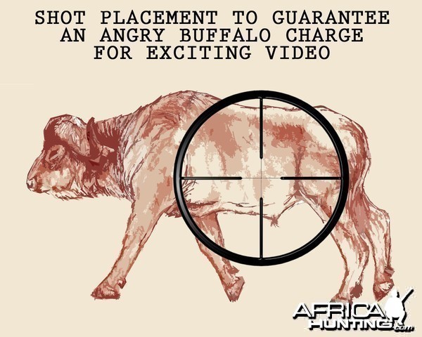 SHOT PLACEMENT TO GUARANTEE AN ANGRY BUFFALO CHARGE FOR EXCITING VIDEO