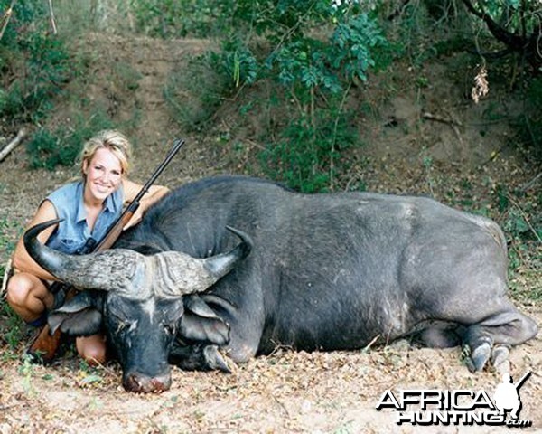 Cape Buffalo