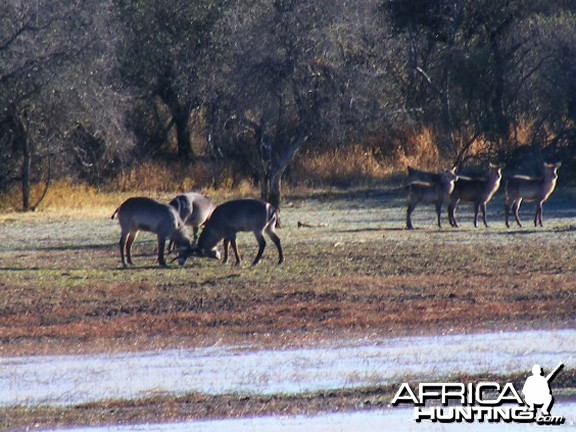 Waterbuck