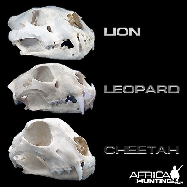 Predator Skulls