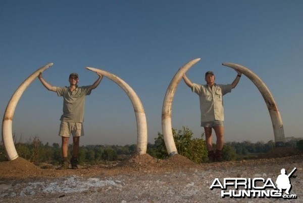 A set of 80 and 70 pound Elephant tusks