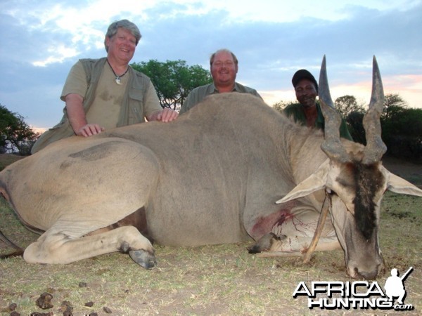Eland hunted in South Africa