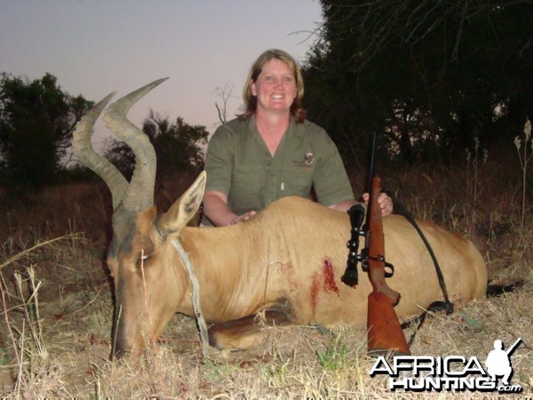 Hartebeest hunted in South Africa