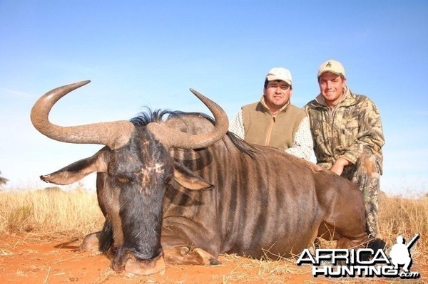 Blue Wildebeest hunted with Hartzview Hunting Safaris