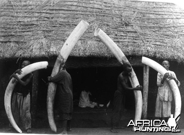 Elephant tusks from Congo circa 1904 - 1907