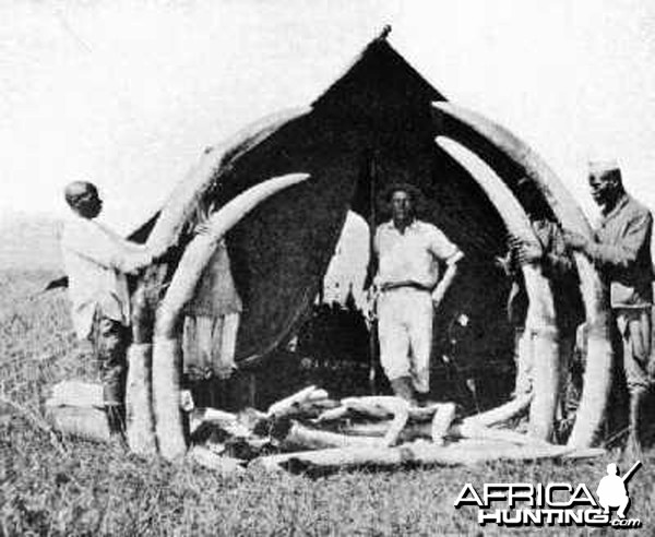 Elephant tusks from Congo circa 1910