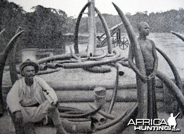 Large Forest Elephant Tusks from Congo
