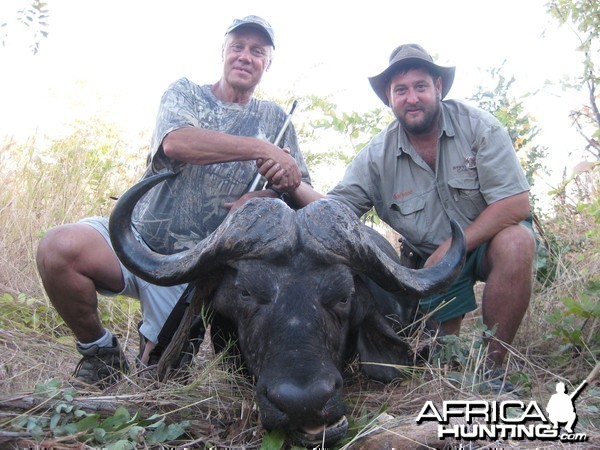 Buffalo hunted in Zimbabwe with Steyn Caracal Safaris