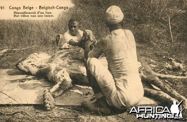 Hunting Belgian Congo, Lion