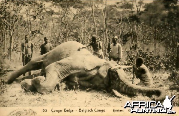 Hunting Belgian Congo, Elephant