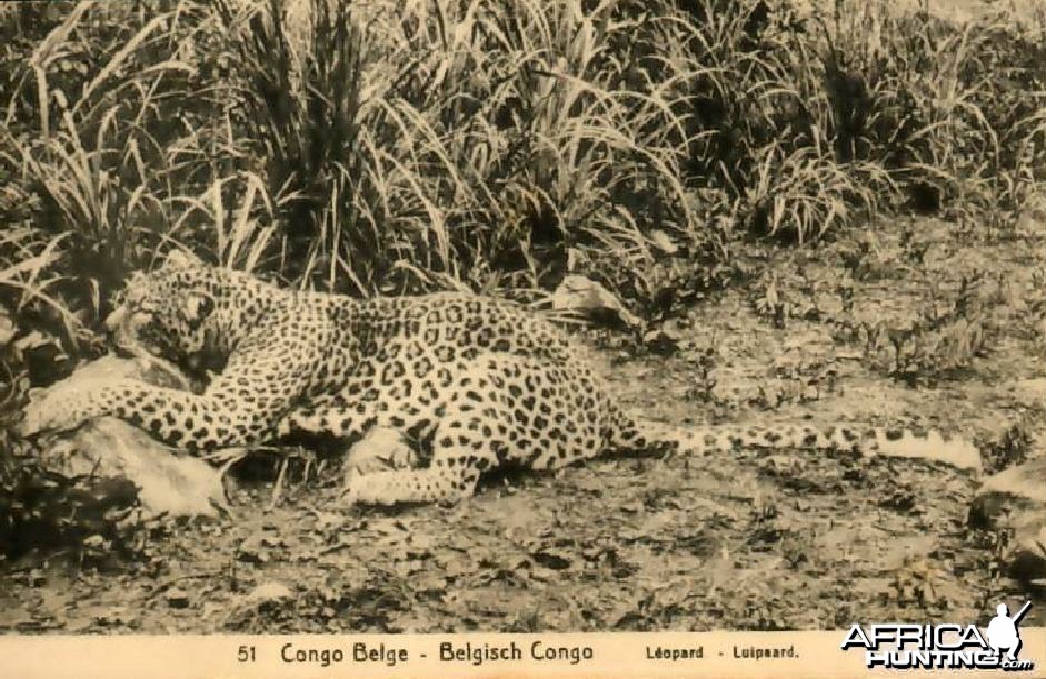 Hunting Belgian Congo, Leopard